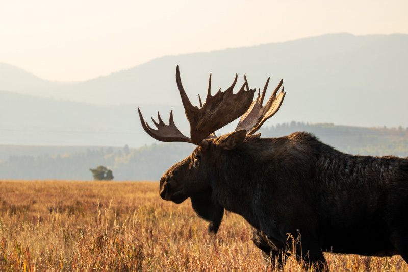 How to get a better moose hunting with a dog