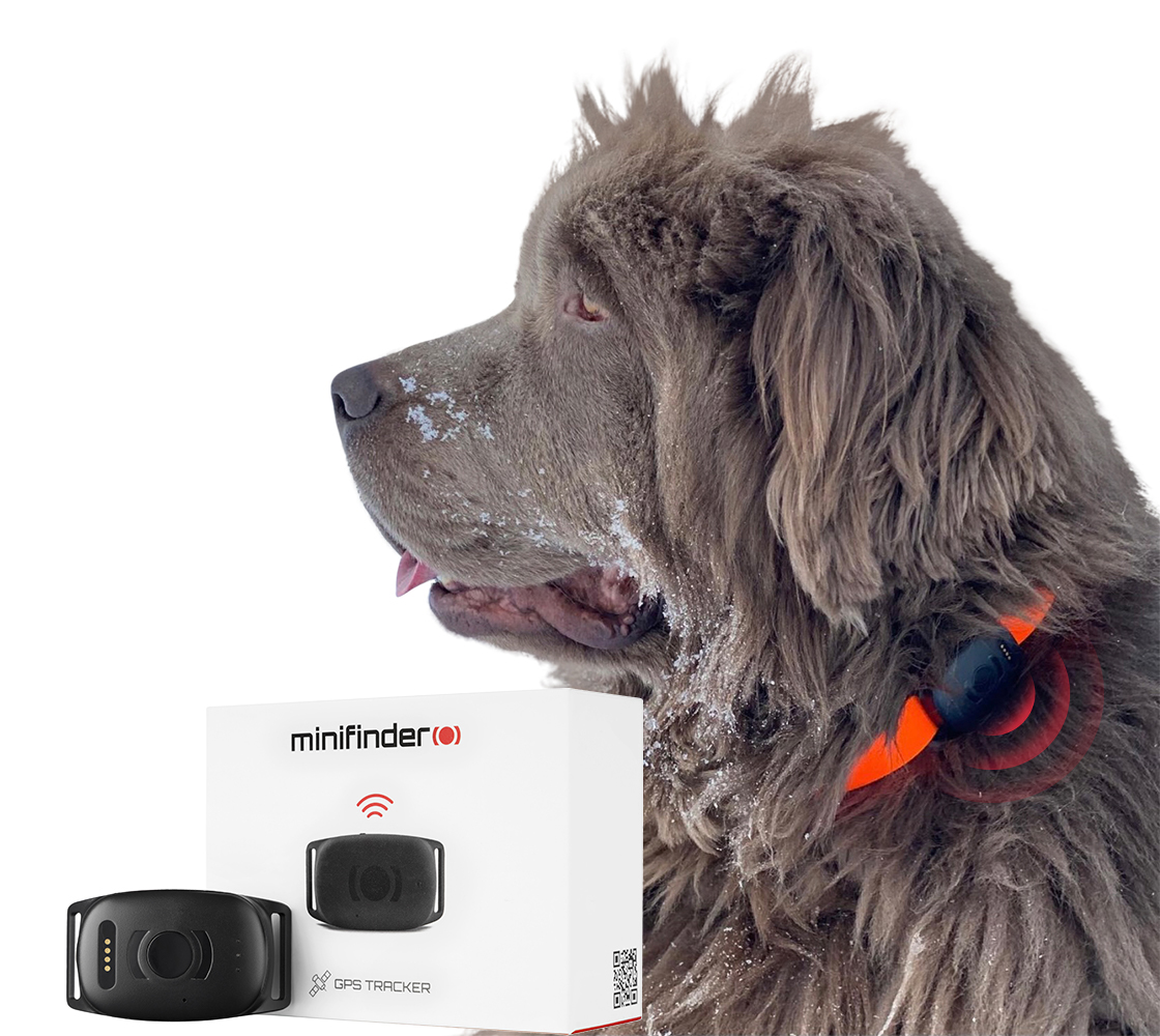 Hund som bærer et hundespor gps-tracker